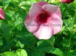 Barbados Flowers on Terminal Road
